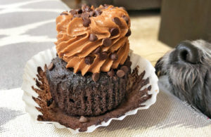 Sorry, puppy! No chocolate for you!